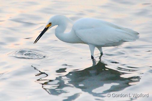 Egret With A Catch_32686.jpg - Snowy Egret (Egretta thula) photographed along the Gulf coast near Port Lavaca, Texas, USA.